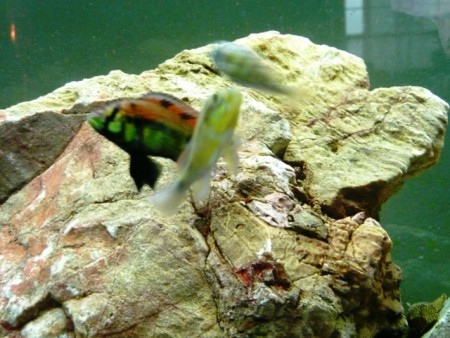 Haplochromis sp. "Yellow Belly" ( mladý samec )