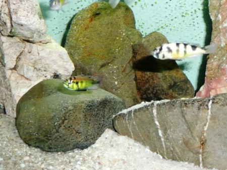 Haplochromis sp. "Yellow Belly" a Haplochromis obliquidens zebra ( mladí jedinci )